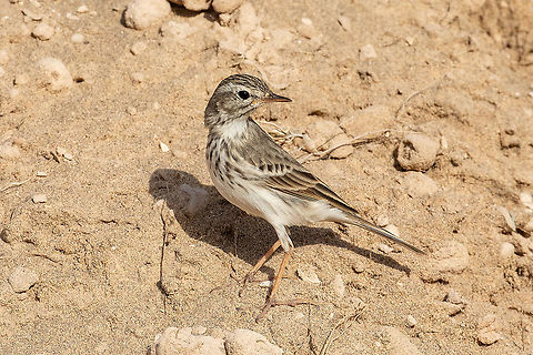 Berthelots pipit (Anthus berthelotii) Caleta del Sebo, La Graciosa, Canarias. Sep 13, 2021 Anthus berthelotii,Berthelots pipit,Geotagged,Spain,Summer