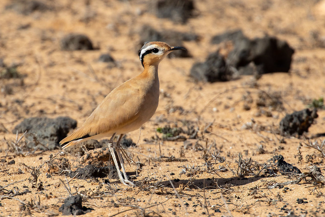 Cream-coloured Courser (Cursorius cursor) Jable de Famara, Lanzarote, Canarias. Sep 14, 2021 Cream-coloured Courser,Cursorius cursor,Geotagged,Spain,Summer