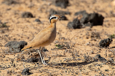 Cream-coloured Courser (Cursorius cursor) Jable de Famara, Lanzarote, Canarias. Sep 14, 2021 Cream-coloured Courser,Cursorius cursor,Geotagged,Spain,Summer