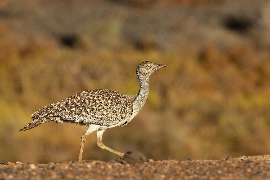 Houbara bustard (Chlamydotis undulata) Guatiza, Lanzarote, Canarias. Sep 14, 2021 Chlamydotis undulata,Geotagged,Houbara bustard,Spain,Summer