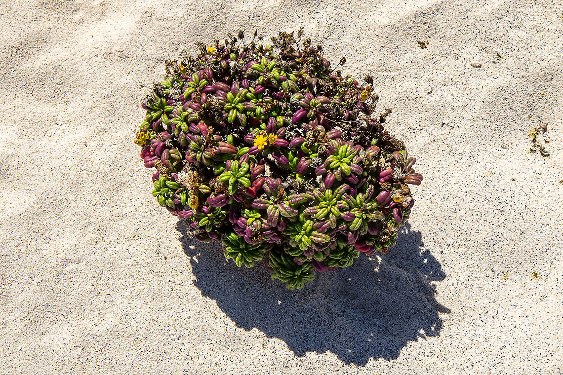Senecio leucanthemifolius (Asteraceae) Orzola, Lanzarote, Canarias. Sep 16, 2021 Geotagged,Senecio leucanthemifolius,Spain,Summer