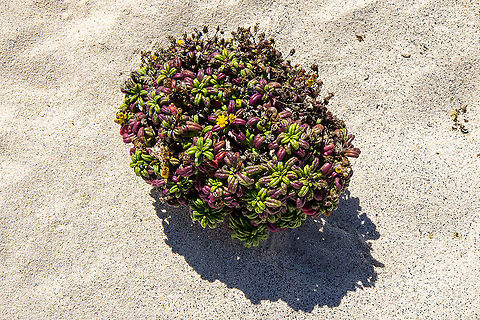 Senecio leucanthemifolius (Asteraceae) Orzola, Lanzarote, Canarias. Sep 16, 2021 Geotagged,Senecio leucanthemifolius,Spain,Summer