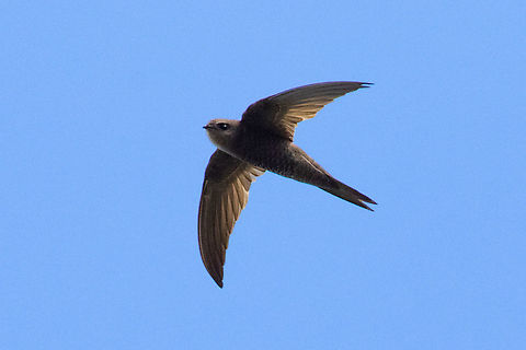 Plain swift (Apus unicolor) Costa Teguise, Lanzarote, Canarias. Sep 16, 2021 Apus unicolor,Geotagged,Plain swift,Spain,Summer