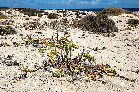 Sea Spurge (Euphorbia paralias) Orzola, Lanzarote, Canarias. Sep 16, 2021 Euphorbia paralias,Geotagged,Sea Spurge,Spain,Summer