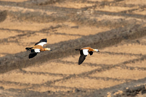 Ruddy Shelduck (Tadorna ferruginea) Salinas de Janubio, Lanzarote, Canarias. Sep 17, 2021 Geotagged,Ruddy Shelduck,Spain,Summer,Tadorna ferruginea