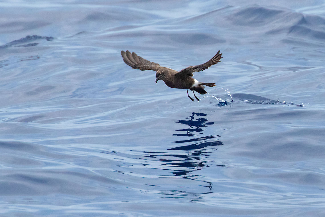 Madeiran Storm-Petrel (Oceanodroma castro) Banco de la Concepci&oacute;n, Canarias. Sep 12, 2021 Band-rumped storm petrel,Geotagged,Hydrobates castro,Summer