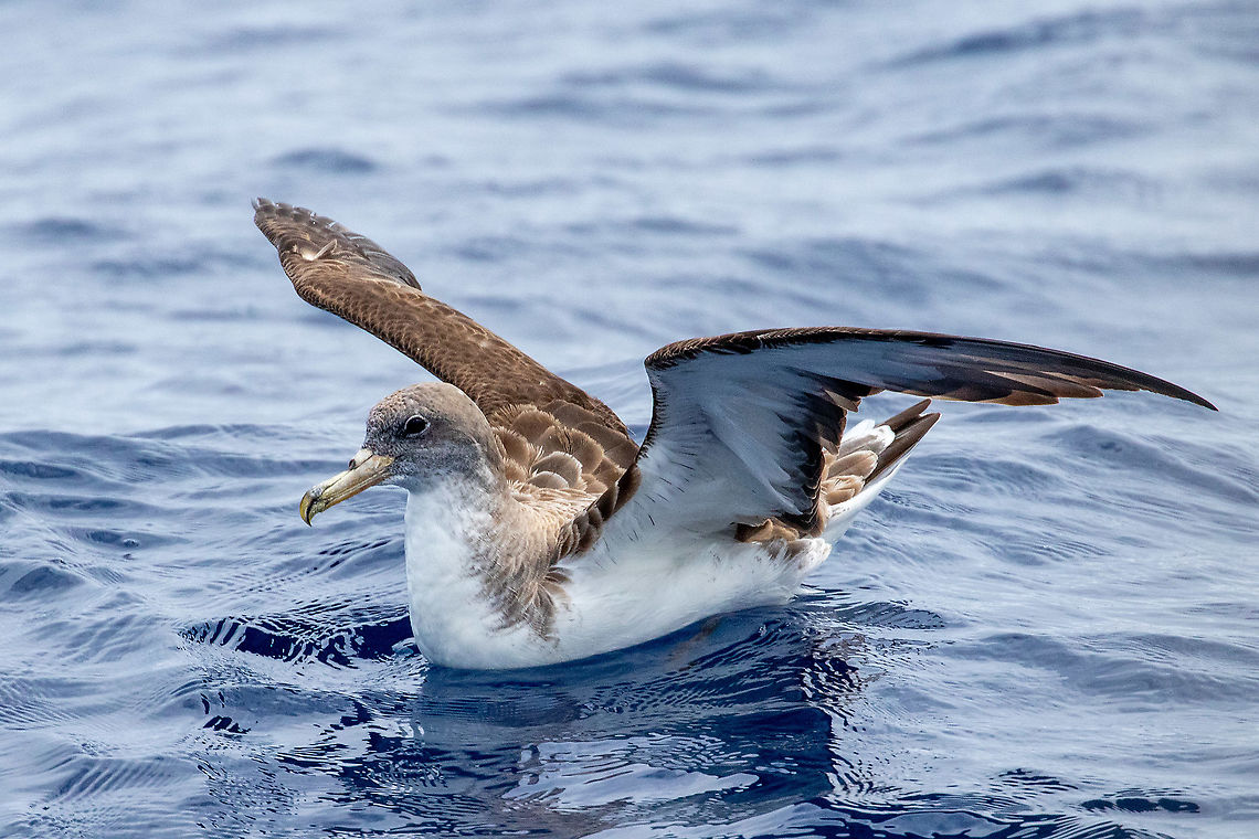 Cory's shearwater (Calonectris borealis) Banco de la Concepci&oacute;n, Lanzarote. Sep 12, 2021 Calonectris borealis,Cory's shearwater,Geotagged,Summer