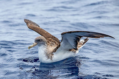 Cory's shearwater (Calonectris borealis) Banco de la Concepci&oacute;n, Lanzarote. Sep 12, 2021 Calonectris borealis,Cory's shearwater,Geotagged,Summer