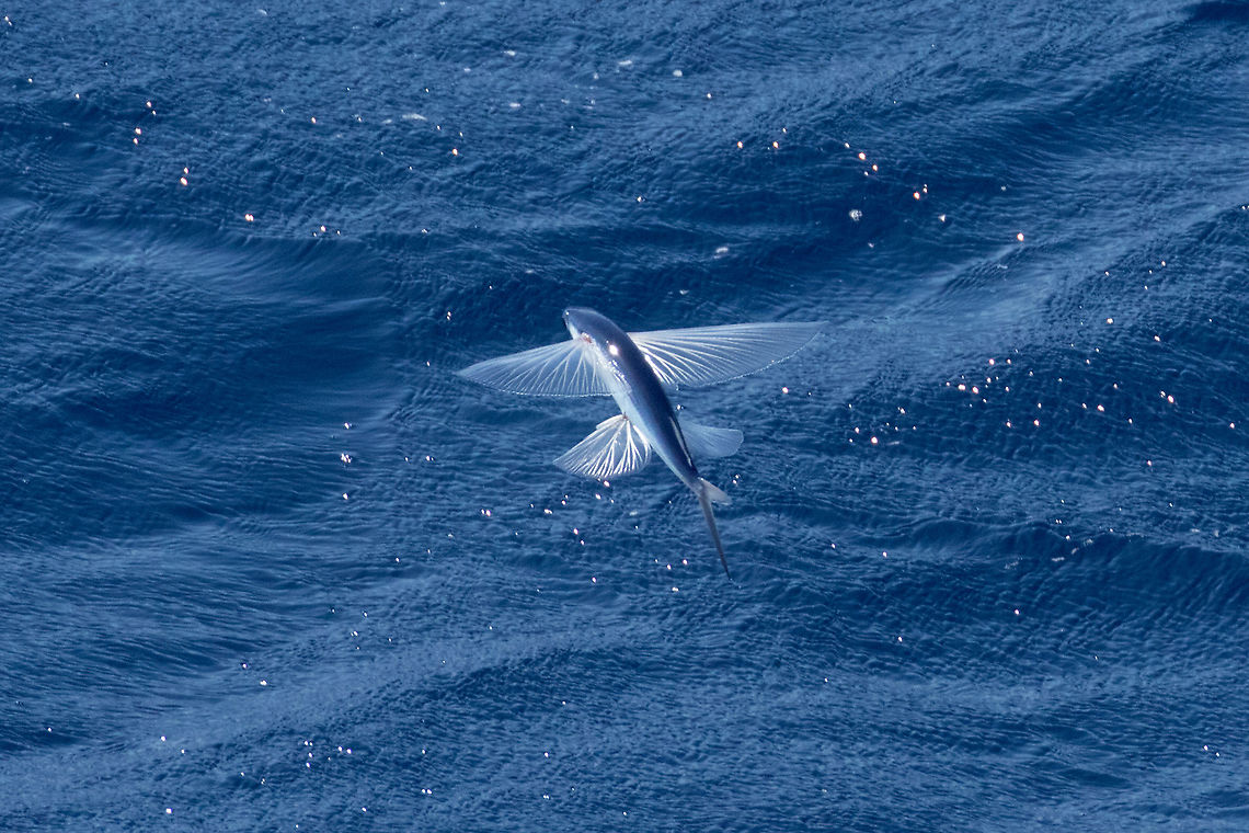 Atlantic flyingfish (Cheilopogon melanurus) Straits between Lanzarote and Fuerteventura, Canarias. Sep 18, 2021 Atlantic flyingfish,Cheilopogon melanurus,Geotagged,Spain,Summer