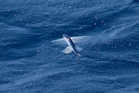 Atlantic flyingfish (Cheilopogon melanurus) Straits between Lanzarote and Fuerteventura, Canarias. Sep 18, 2021 Atlantic flyingfish,Cheilopogon melanurus,Geotagged,Spain,Summer