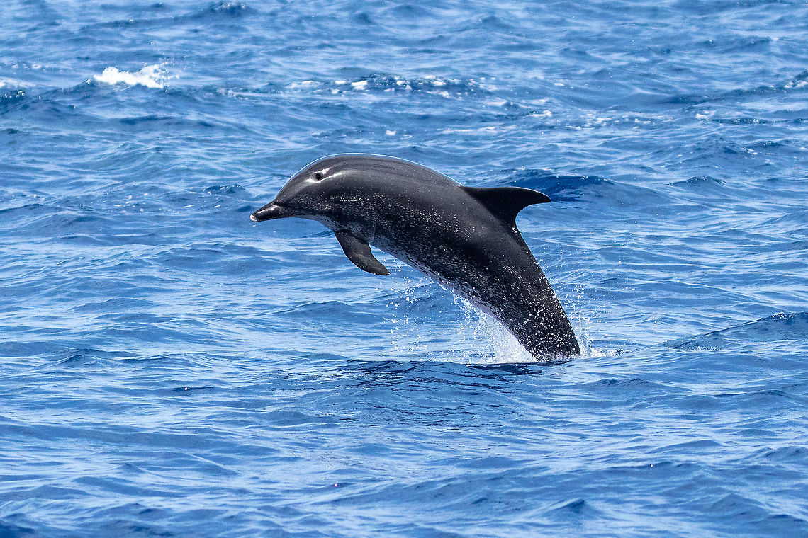 Atlantic spotted dolphin (Stenella frontalis) Banco de la Concepci&oacute;n, Canarias. Sep 12, 2021 Atlantic spotted dolphin,Geotagged,Stenella frontalis,Summer
