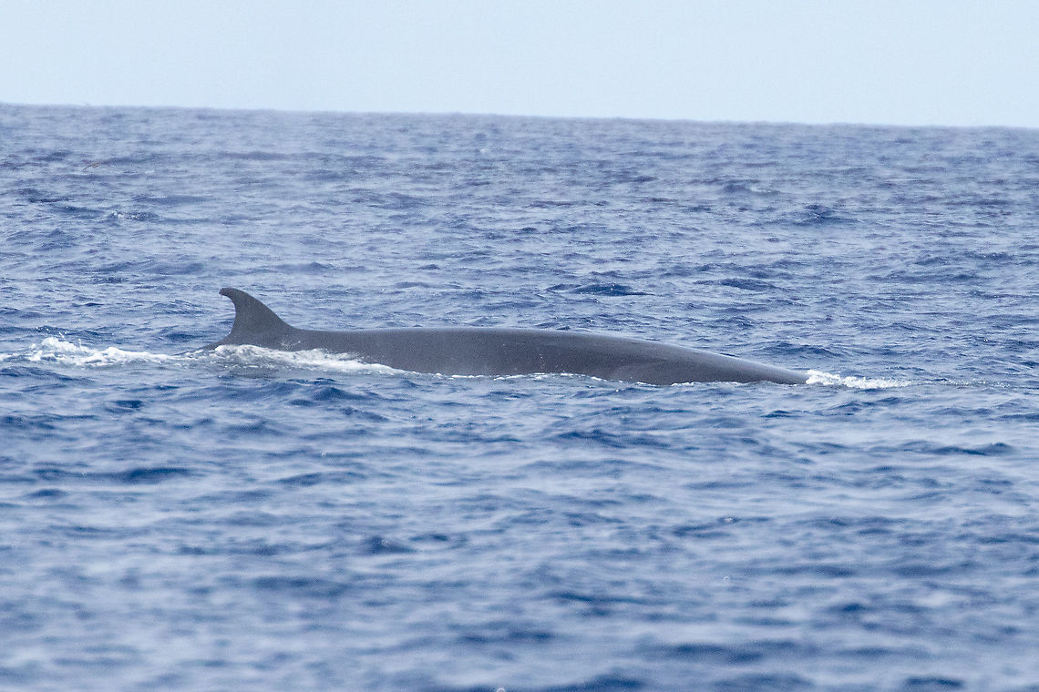 Eden's Whale (Balaenoptera edeni) Banco de la Concepci&oacute;n, Canarias. Sep 12, 2021 Balaenoptera edeni,Eden's Whale,Geotagged,Summer