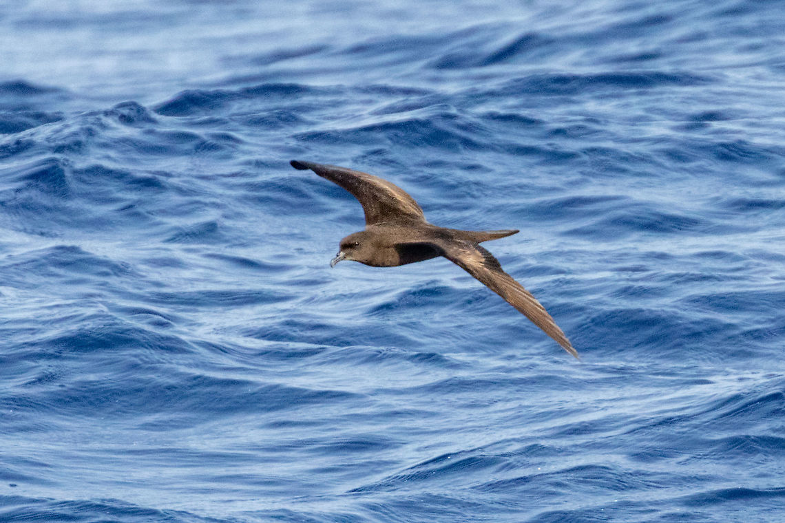 Bulwer's petrel (Bulweria bulwerii) At sea northeast of Lanzarote, Canarias. Sep 11, 2021 Bulwer's petrel,Bulweria bulwerii,Geotagged,Summer