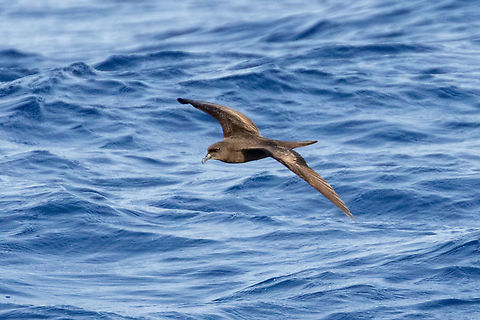 Bulwer's petrel