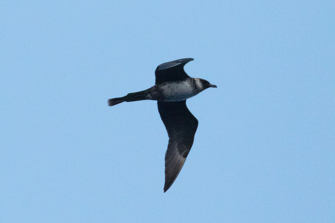 Pomarine jaeger (Stercorarius pomarinus) At sea northeast of Lanzarote, Canarias. Sep 11, 2021<br />
 Geotagged,Pomarine jaeger,Stercorarius pomarinus,Summer
