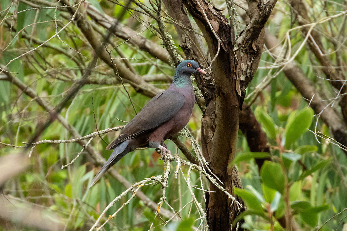 Laurel pigeon (Columba junoniae) Barranco de Madres, Gran Canaria. Sep 19, 2021 Columba junoniae,Geotagged,Laurel pigeon,Spain,Summer