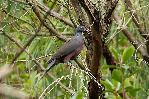 Laurel pigeon (Columba junoniae) Barranco de Madres, Gran Canaria. Sep 19, 2021 Columba junoniae,Geotagged,Laurel pigeon,Spain,Summer