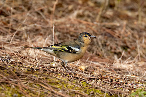 Canarian Chaffinch (Fringilla coelebs canariensis) Barranco de Madres, Gran Canaria. Sep 19, 2021 Canarian Chaffinch,Fringilla coelebs canariensis,Geotagged,Spain,Summer