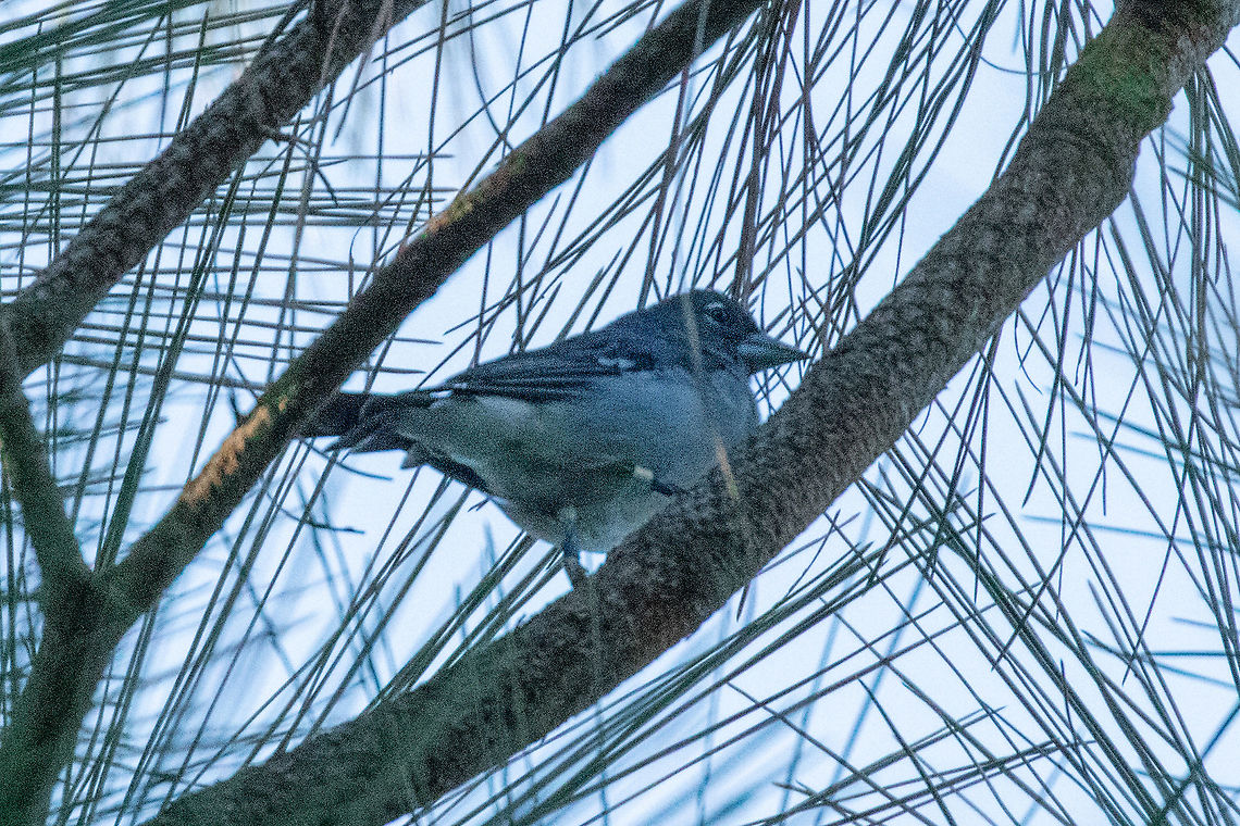 Gran Canaria Blue Chaffinch (Fringilla polatzeki) Llanos de la Pez, Gran Canaria. Sep 20, 2021  Fringilla polatzeki,Geotagged,Gran Canaria blue chaffinch,Spain,Summer