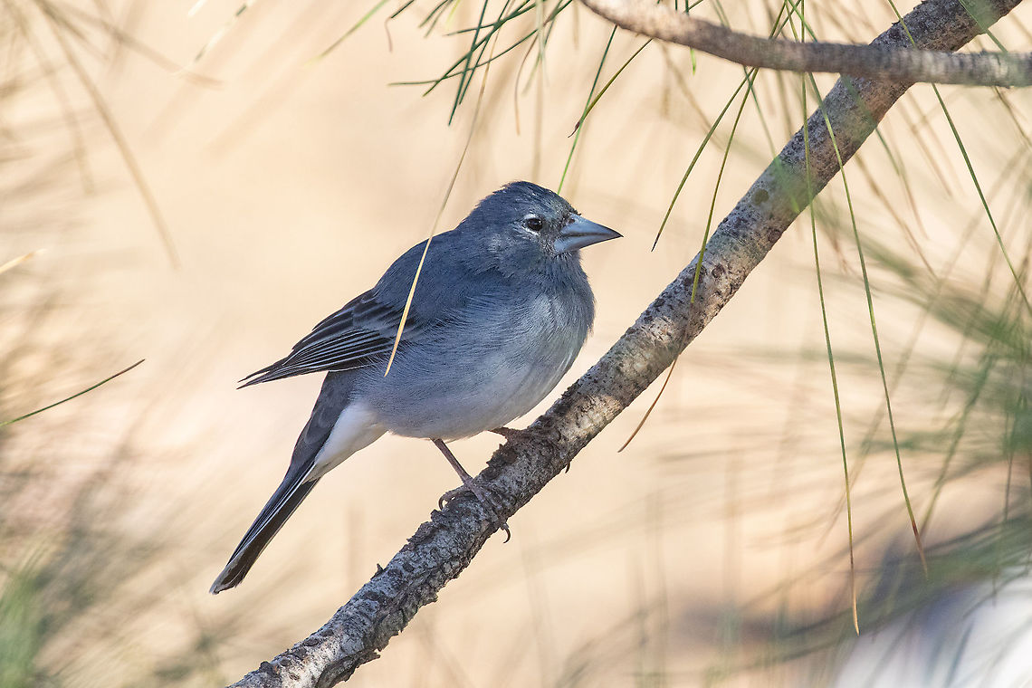 Tenerife Blue Chaffinch (Fringilla teydea) Mirador de S&aacute;mara, Tenerife. Oct 26, 2021 Fall,Fringilla teydea,Geotagged,Spain,Tenerife blue chaffinch