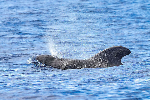 Short-finned Pilot Whale (Globicephala macrorhynchus) Los Gigantes, Tenerife, Canarias. Nov 6, 2021 Fall,Geotagged,Globicephala macrorhynchus,Short-finned Pilot Whale,Spain