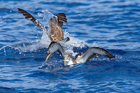 Cory's shearwaters (Calonectris borealis) Los Gigantes, Tenerife, Canarias. Nov 6, 2021 Calonectris borealis,Cory's shearwater,Fall,Geotagged,Spain