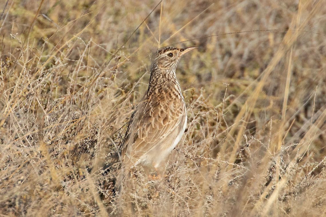 Dupont's lark (Chersophilus duponti) Reserva El Planer&oacute;n, Belchite, Arag&oacute;n, Spain. Nov 8, 2021 Chersophilus duponti,Dupont's lark,Fall,Geotagged,Spain