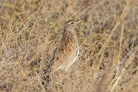 Dupont's lark (Chersophilus duponti) Reserva El Planerón, Belchite, Aragón, Spain. Nov 8, 2021 Chersophilus duponti,Dupont's lark,Fall,Geotagged,Spain