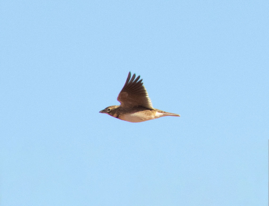 Calandra lark (Melanocorypha calandra) Reserva El Planer&oacute;n, Belchite, Arag&oacute;n, Spain. Nov 9, 2021 Calandra lark,Fall,Geotagged,Melanocorypha calandra,Spain