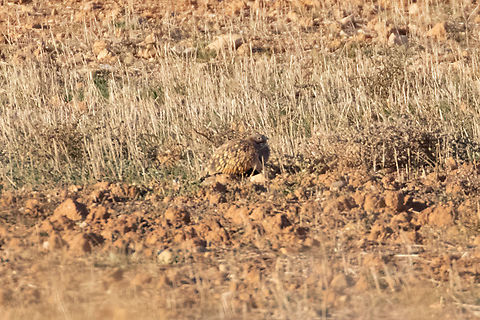 Black-bellied Sandgrouse (Pterocles orientalis) Reserva El Planer&oacute;n, Belchite, Arag&oacute;n, Spain. Nov 9, 2021 Black-bellied Sandgrouse,Fall,Geotagged,Pterocles orientalis,Spain