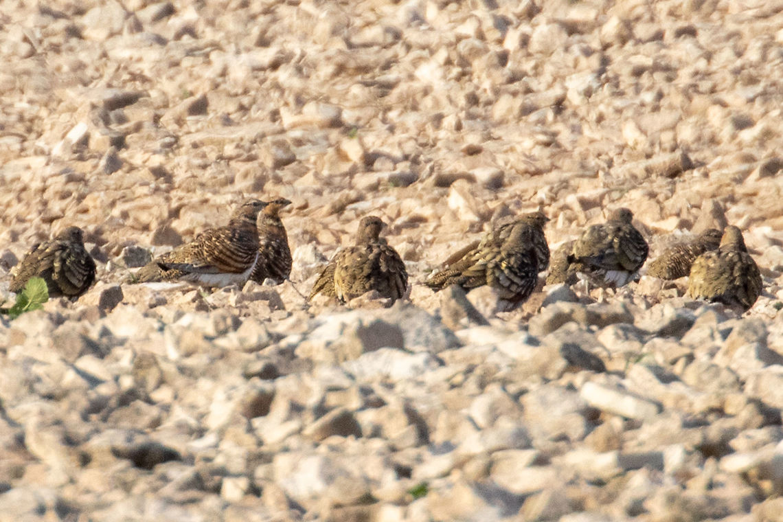 Pin-tailed sandgrouse (Pterocles alchata) Saladas de Bujaraloz, Arag&oacute;n, Spain. Nov 10, 2021 Fall,Geotagged,Pin-tailed sandgrouse,Pterocles alchata,Spain