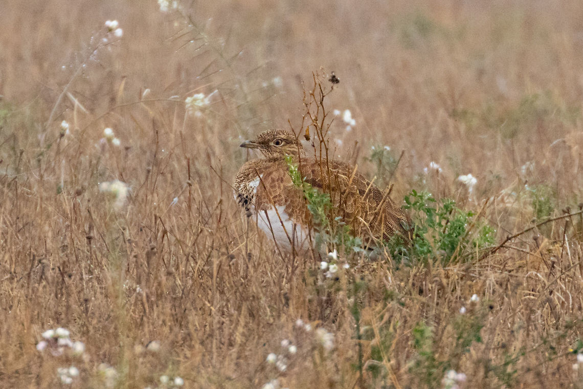 Little bustard (Tetrax tetrax) Secans de Belianes-Preixana, Lleida, Spain. Nov 13, 2021 Fall,Geotagged,Little bustard,Spain,Tetrax tetrax