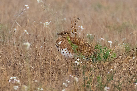 Little bustard (Tetrax tetrax) Secans de Belianes-Preixana, Lleida, Spain. Nov 13, 2021 Fall,Geotagged,Little bustard,Spain,Tetrax tetrax