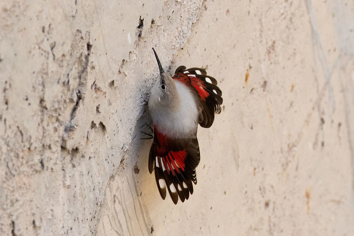 Wallcreeper (Tichodroma muraria) Embalse de Vadiello, Arag&oacute;n, Spain. Nov 11, 2021 Fall,Geotagged,Spain,Tichodroma muraria,Wallcreeper
