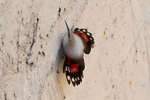 Wallcreeper (Tichodroma muraria) Embalse de Vadiello, Aragón, Spain. Nov 11, 2021 Fall,Geotagged,Spain,Tichodroma muraria,Wallcreeper