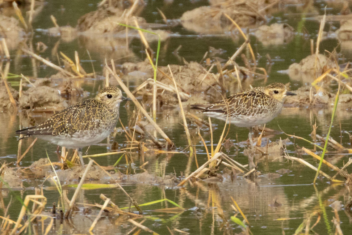 Pacific Golden Plover (Pluvialis fulva) Ebro Delta, Catalunya. Oct 21, 2021 Fall,Geotagged,Pacific Golden Plover,Pluvialis fulva,Spain