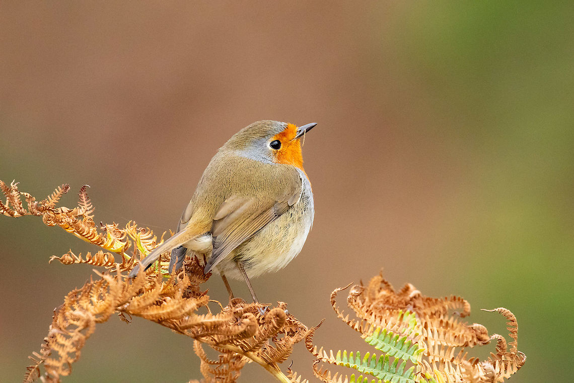 Tenerife robin (Erithacus rubecula superbus) Las Carboneras, Tenerife, Canarias. Nov 3, 2021  Erithacus rubecula,European robin,Fall,Geotagged,Spain