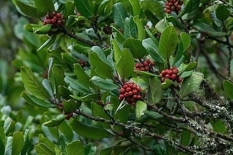 Small-leaved Holly (Ilex canariensis) Cruz del Carmen, Tenerife, Canarias. Nov 3, 2021 Fall,Geotagged,Ilex canariensis,Spain