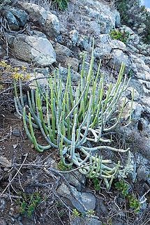 Cardoncillo (Ceropegia dichotoma) El Draguillo, Tenerife, Canarias. Oct 29, 2021 Ceropegia dichotoma,Fall,Geotagged,Spain