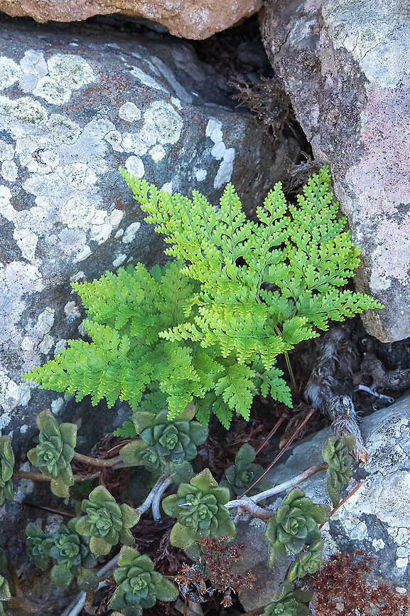 Hare's foot fern (Davallia canariensis) El Draguillo, Tenerife, Canarias. Oct 29, 2021 Davallia canariensis,Fall,Geotagged,Spain