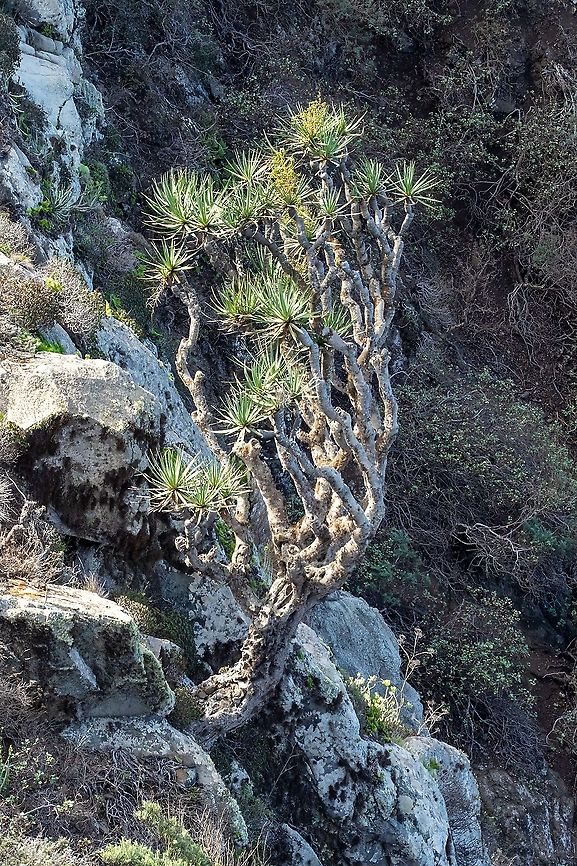 Canary Islands dragon tree (Dracaena draco) El Draguillo, Tenerife, Canarias. Oct 29, 2021 Canary Islands dragon tree,Dracaena draco,Fall,Geotagged,Spain