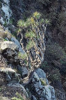 Canary Islands dragon tree (Dracaena draco) El Draguillo, Tenerife, Canarias. Oct 29, 2021 Canary Islands dragon tree,Dracaena draco,Fall,Geotagged,Spain