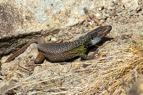 Tenerife Lizard (Gallotia galloti) Benijo, Tenerife, Canarias. Oct 29, 2021 Fall,Gallotia galloti,Geotagged,Spain