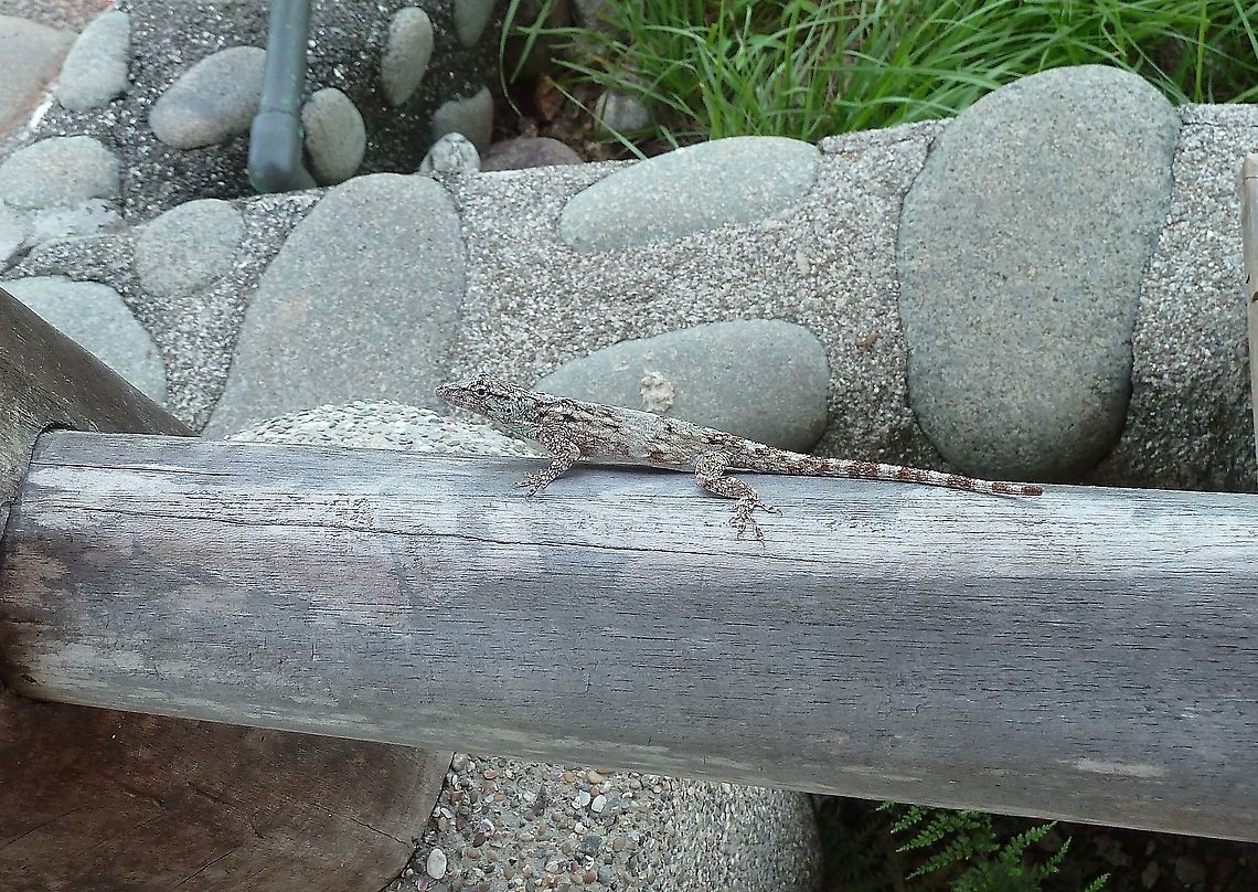 Charles Myers Anole (Anolis charlesmyersi) La Cusinga Lodge, Costa Rica. Jul 4, 2011 Anolis charlesmyersi,Costa Rica,Geotagged,Summer