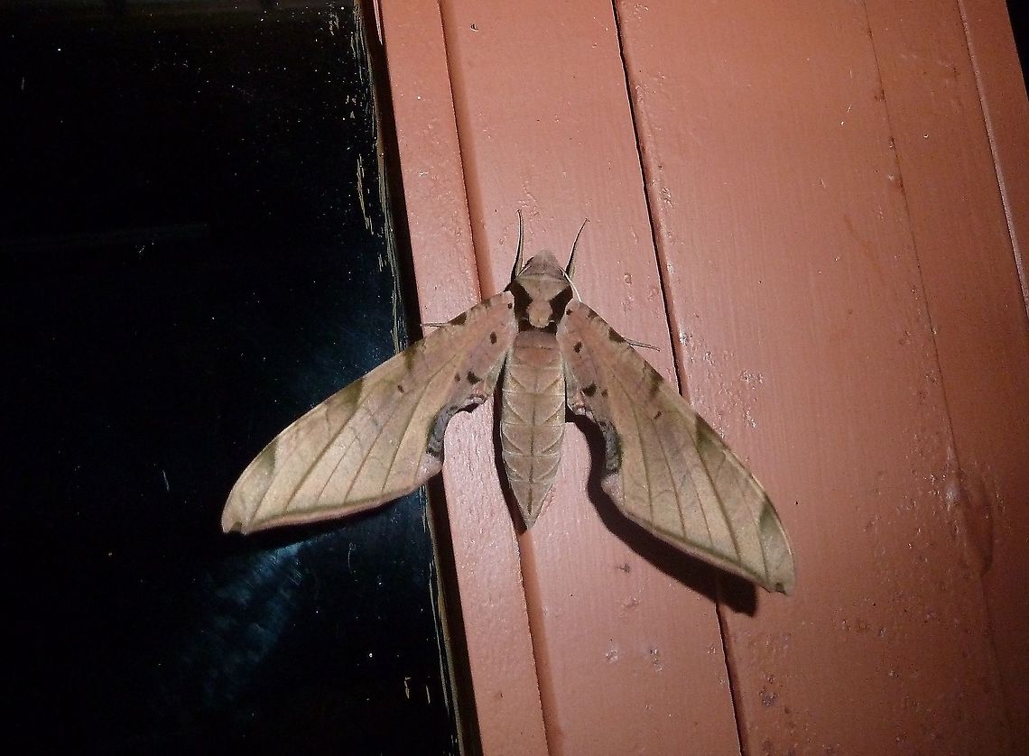 Streaked sphinx (Protambulyx strigilis) Monteverde Reserve, Costa Rica. Jun 29, 2011 Costa Rica,Geotagged,Protambulyx strigilis,Streaked sphinx,Summer