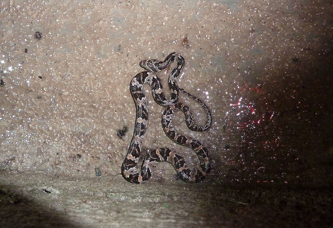 Central American Lyresnake (Trimorphodon quadruplex) Palo Verde Field Station, Costa Rica. Jun 30, 2011 Central American Lyresnake,Costa Rica,Geotagged,Summer,Trimorphodon quadruplex