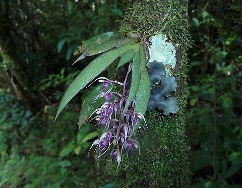 Macroclinium ramonense (Orchidaceae) Monteverde Reserve, Costa Rica. Aug 18, 2009  Costa Rica,Geotagged,Macroclinium ramonense,Summer