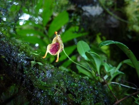 Masdevallia molossoides (Orchidaceae) Monteverde Reserve, Costa Rica. Aug 18, 2009 Costa Rica,Geotagged,Masdevallia molossoides,Summer