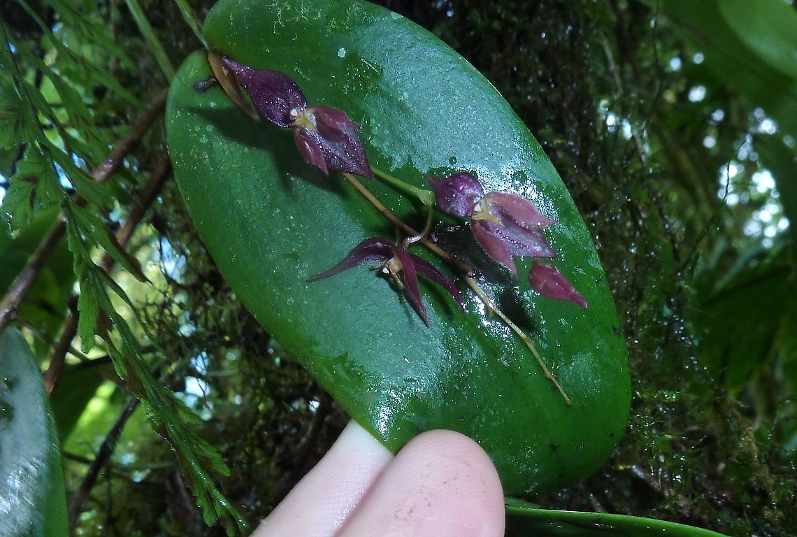 Pleurothallis rowleei (Orchidaceae) Monteverde Reserve, Costa Rica. Aug 18, 2009 Costa Rica,Geotagged,Pleurothallis rowleei,Summer