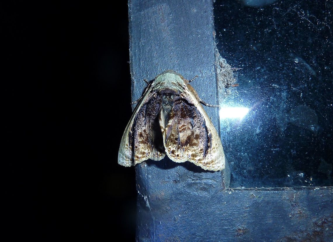 Lepidodes gallopavo (Nolidae) Monteverde Reserve, Costa Rica. Aug 17, 2009 Costa Rica,Geotagged,Lepidodes gallopavo,Summer